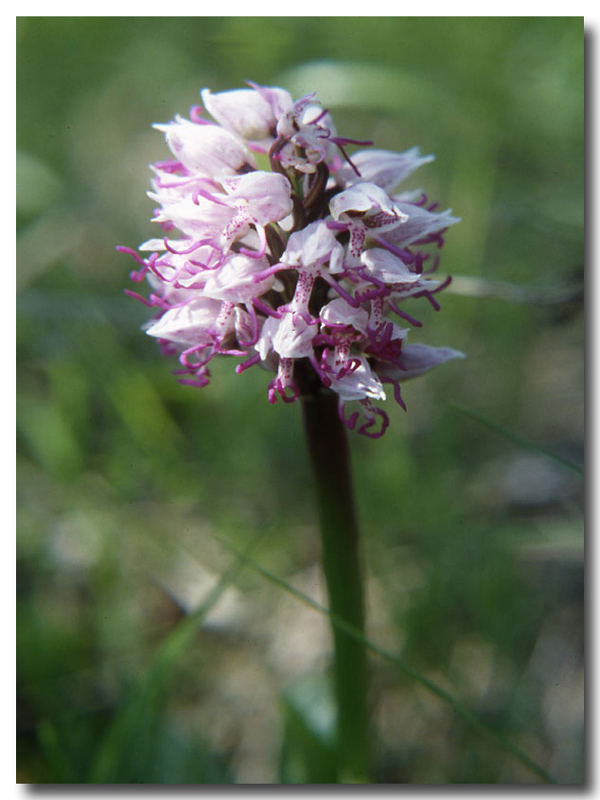 Orchis,Soldanella,Gagea e Pulmonaria